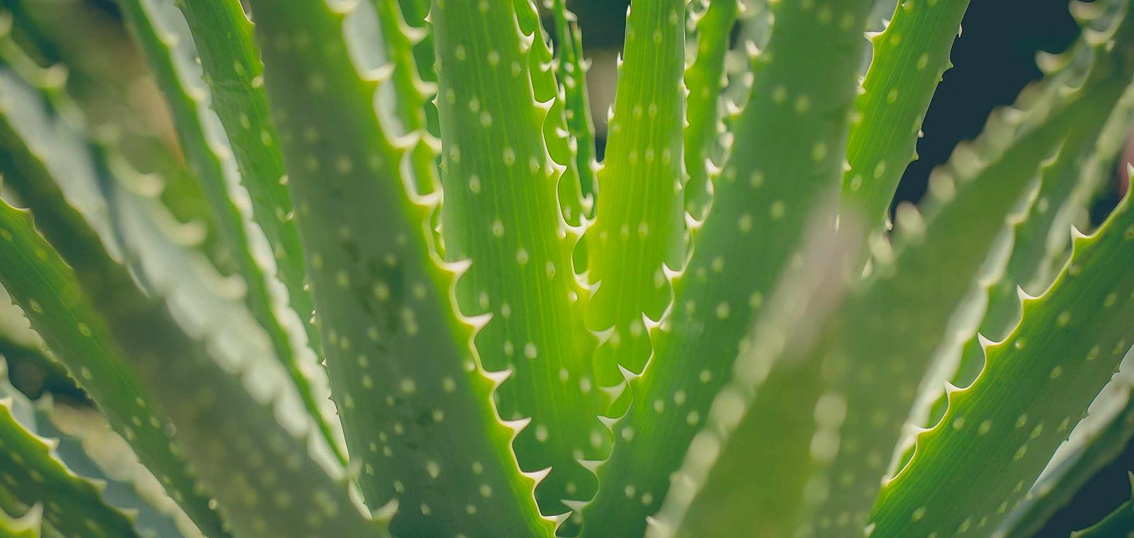 Aloe vera : une solution durable face aux défis climatiques