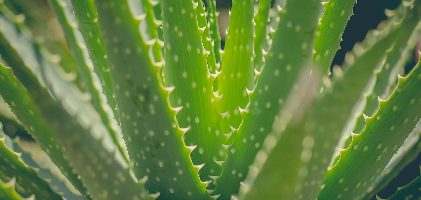 Test d'un webinar médiatisé en RH pour nouvelle salle